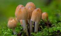 funghi foto