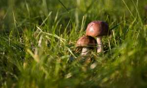 funghi