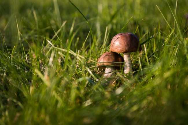 funghi