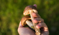 funghi mano