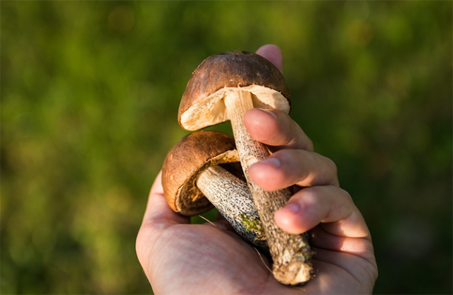 funghi mano