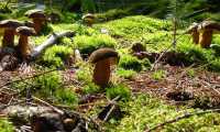 funghi porcini