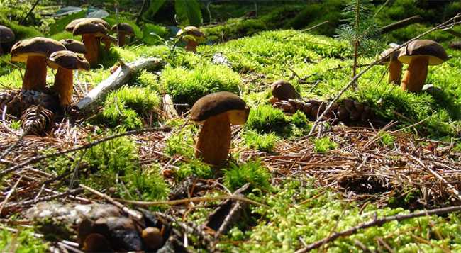 funghi porcini