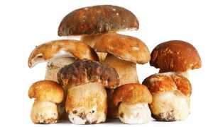 funghi porcini