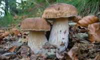 funghi porcini