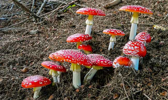 funghi rossi
