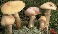 fungo specie radioattivo