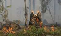fuoco bosco