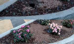 furto azalea