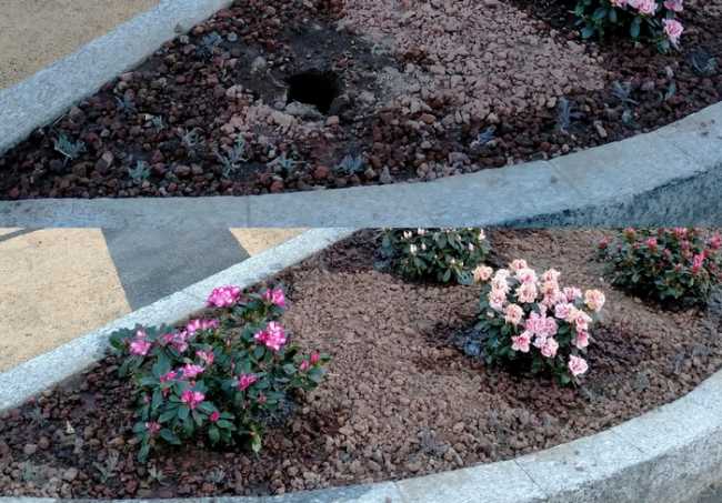 furto azalea