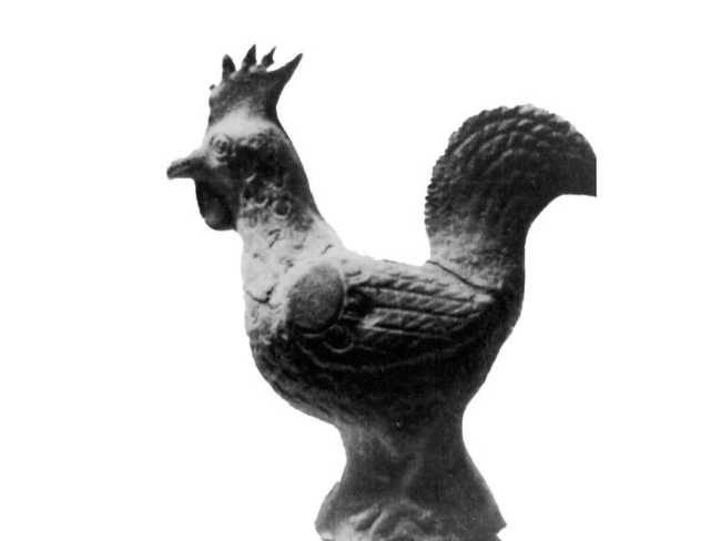 gallus nivalis