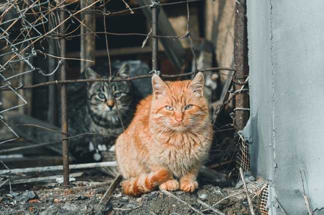 gatti di colonia