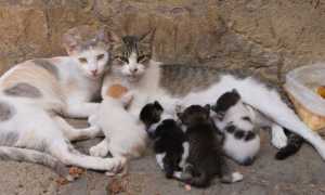 gatti