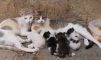 gatti