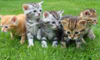 gattini