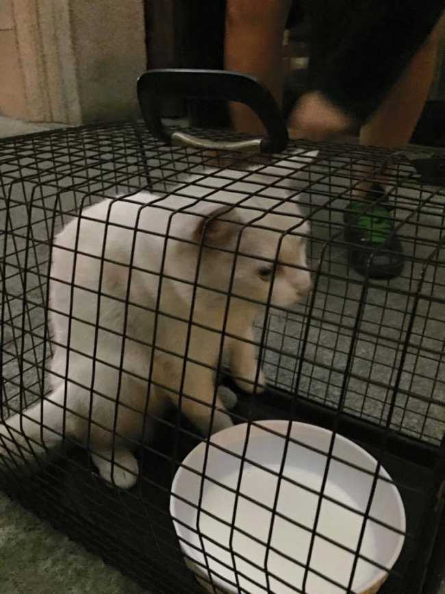 gatto4