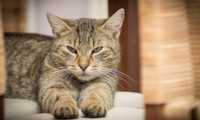gatto