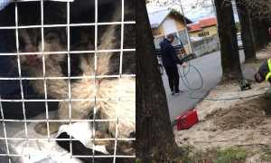 gatto