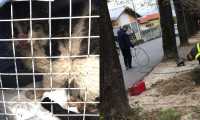gatto