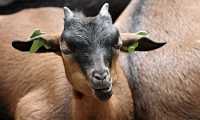 goat 3116743 960 720