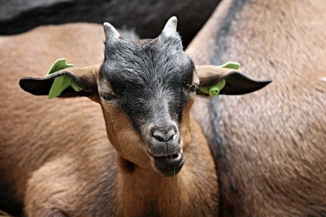 goat 3116743 960 720