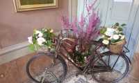 goz camelia 7