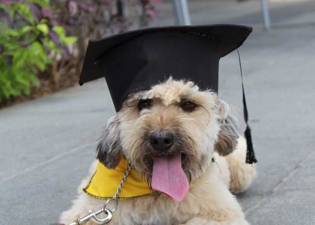 graduation 5228381 1280