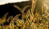 grain g197a45856 640