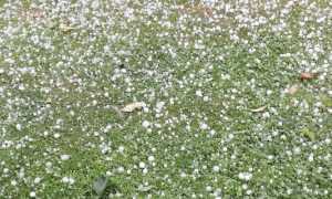 grandine pettenasco