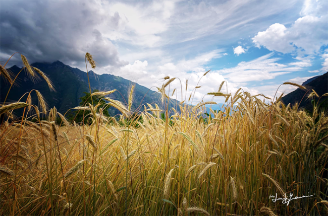 grano montagne cielo framarini