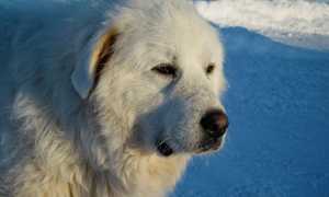 great pyrenees g7211479c9 640