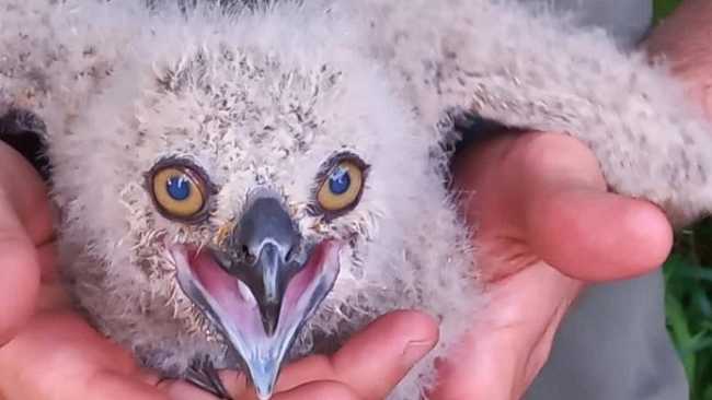 gufo reale pallavicino