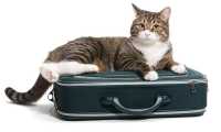 guida gattofila700