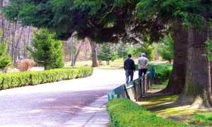 halzaimer premosello