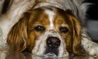 hot dog 2361133 640