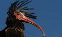 ibis eremita