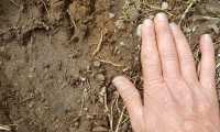 impronta orso mano