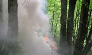 incendio bosco