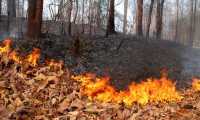 incendio bosco