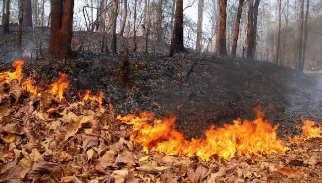 incendio bosco