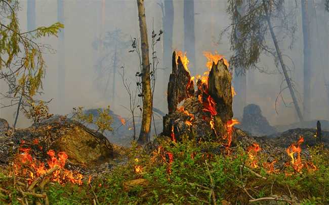 incendio bosco