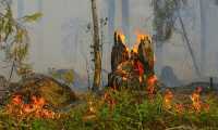 incendio bosco