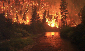 incendio bosco montagna fiume camosci