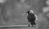 jackdaw 8249384 640