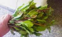 khat