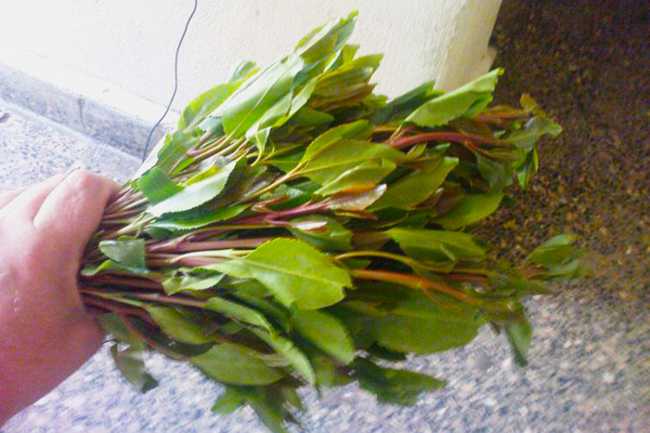khat