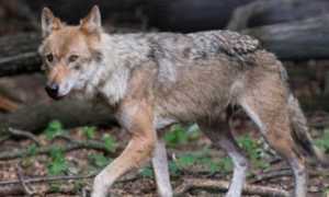l predazioni in val canaria non si fa nulla per evitare l espansione dei lupi iuxg