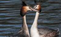 lago orta fauna