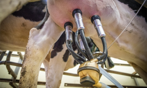 latte mungitura mucca