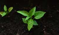 leaf 2797173 640